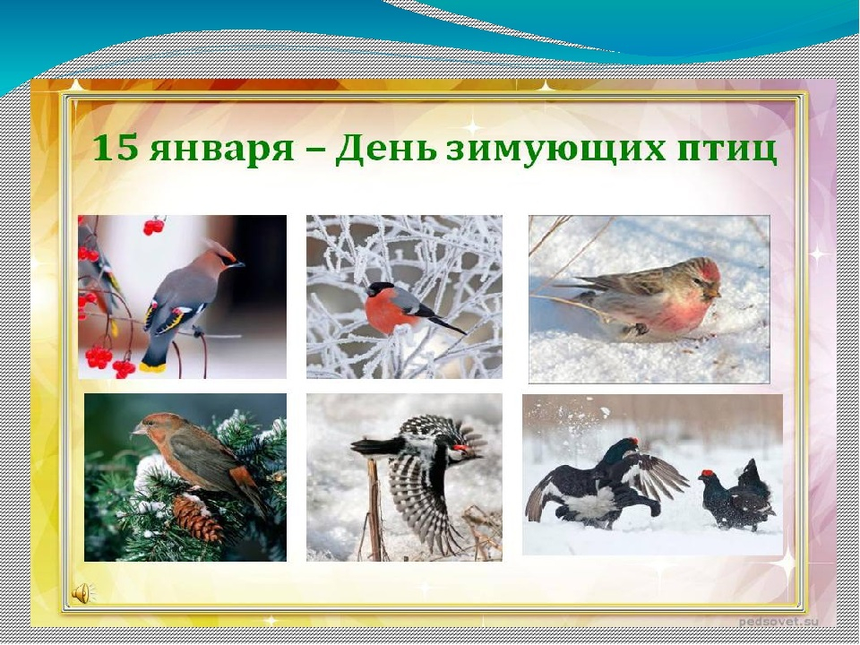 День зимующих птиц России.